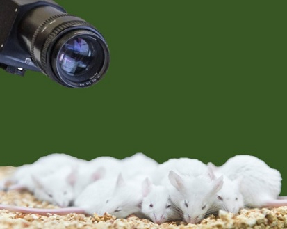 生物医学实验室小鼠和啮齿动物高速拍摄系统